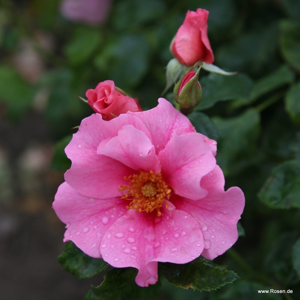 Ruža mnohokvetá ‘SEE YOU IN PINK‘, KORDES, kont. 2 l