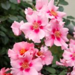 Ruža mnohokvetá ‘SEE YOU IN PINK‘, KORDES, kont. 2 l