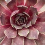 Skalná ruža ‘PIP’, kont. 0,5l