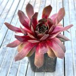 Skalná ruža ‘PIP’, kont. 0,5l