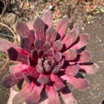 Skalná ruža ‘PIP’, kont. 0,5l