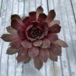 Skalná ruža ‘PIP’, kont. 0,5l