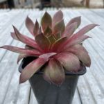 Skalná ruža ‘PIP’, kont. 0,5l