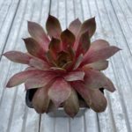 Skalná ruža ‘PIP’, kont. 0,5l