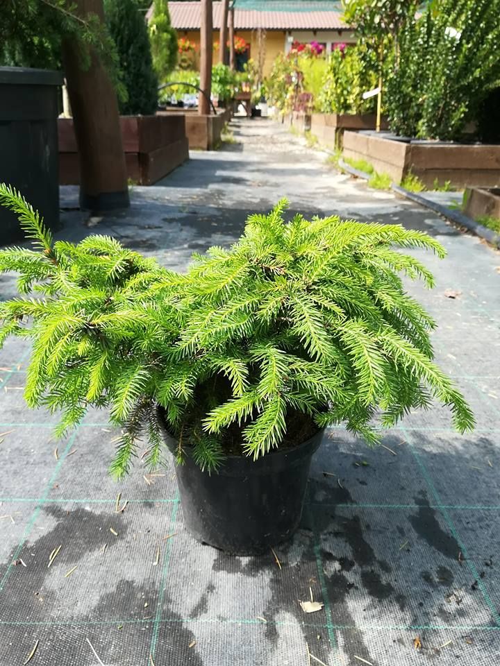 Smrek obyčajný ´Nidiformis´ ,Picea abies ´Nidiformis´,kont.2l