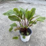 Štavel krvavý 'RED STRIPE', kont. 1l