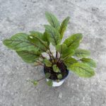 Štavel krvavý 'RED STRIPE', kont. 1l