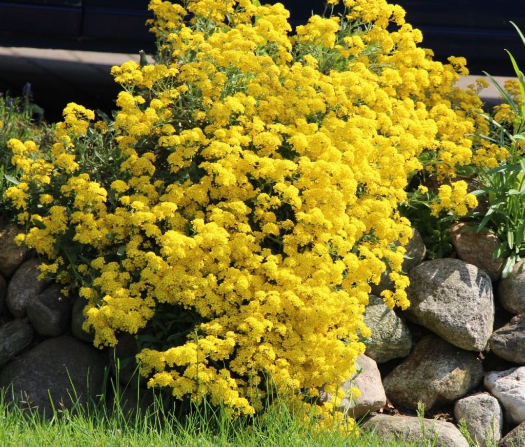 Tarica horská ‘BERGGOLD’, kont. 0,5l