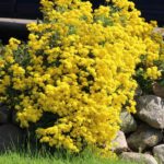 Tarica horská ‘BERGGOLD’, kont. 0,5l