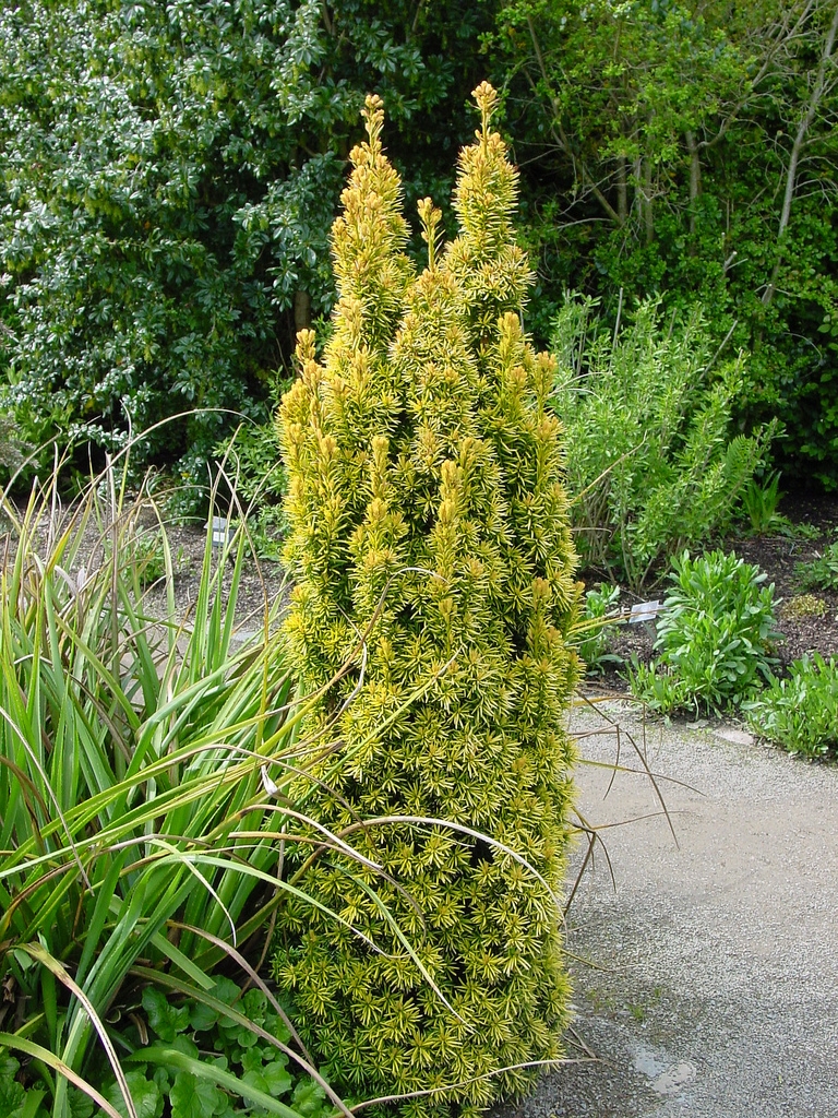 Tis obyčajný 'DAVID', 40-50cm, kont. 5L