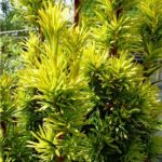 Tis obyčajný 'FASTIGIATA AUREA' 40-50 cm, kont. 2l