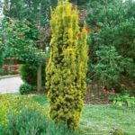 Tis obyčajný 'FASTIGIATA AUREA' 40-50 cm, kont. 2l