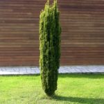 Tis obyčajný 'FASTIGIATA AUREA' 40-50 cm, kont. 2l