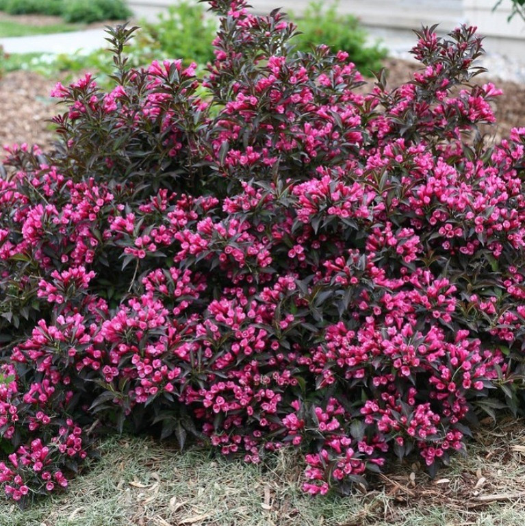 Vajgela kvetnatá 'PURPUREA NANA', 20-40cm, kont. 2 l