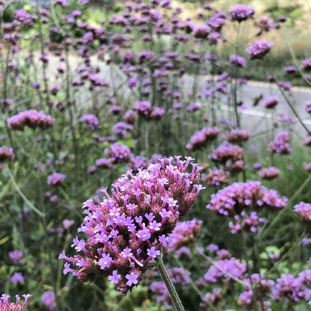 Verbena bonariensis - Železník argentínsky, kont. 1 l