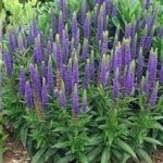 Veronica ´Sunny Border Blue´,kont.1l
