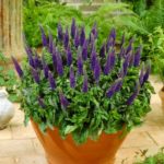 Veronica ´Sunny Border Blue´,kont.1l