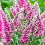 Veronika klasnatá 'ROTFUCHS', kont. 1 l