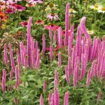 Veronika klasnatá 'ROTFUCHS', kont. 1 l