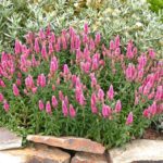 Veronika klasnatá 'ROTFUCHS', kont. 1 l