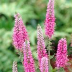 Veronika klasnatá 'ROTFUCHS', kont. 1 l