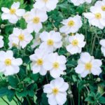 Veternica hybridná ´HONORINE JOBERT´, kont. 1,4 l