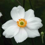 Veternica hybridná ´HONORINE JOBERT´, kont. 1,4 l