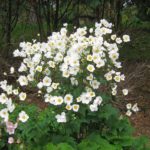 Veternica hybridná ´HONORINE JOBERT´, kont. 1,4 l