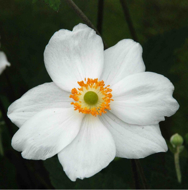 Veternica hybridná ´HONORINE JOBERT´, kont. 1,4 l