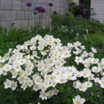 Veternica lesná 'SNOW WHITE', kont. 0,5l