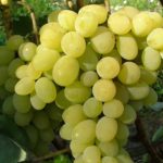 Vinič stolový 'ITALIA', kont. 2l