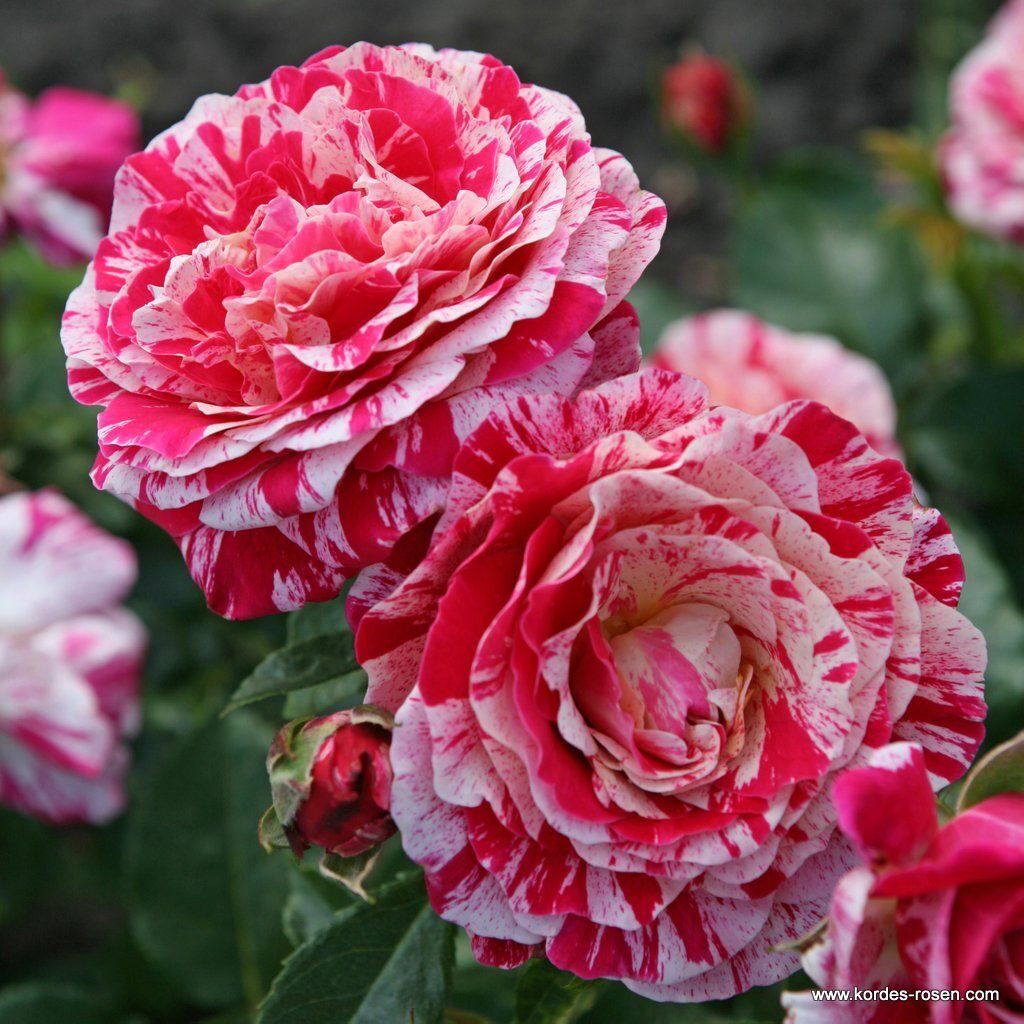 Ruža mnohokvetá ‘Abracadabra®‘ , KORDES, kont. 2l