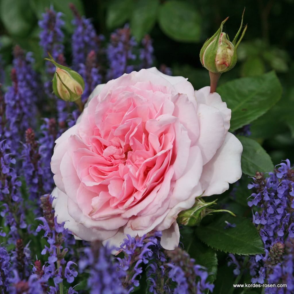 ALEXANDRA® - Princesse de Luxembourg, ruža kríková, kont. 2l