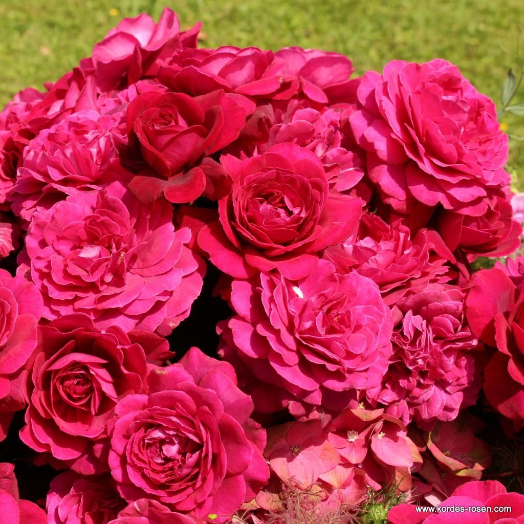 Ruža veľkokvetá ‘BELLEVUE, KORDES‘, kont. 2l