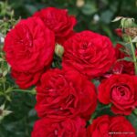 Ruža mnohokvetá ‘BORDEAUX®‘, KORDES, kont. 2l