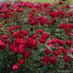 Ruža mnohokvetá ‘BORDEAUX®‘, KORDES, kont. 2l