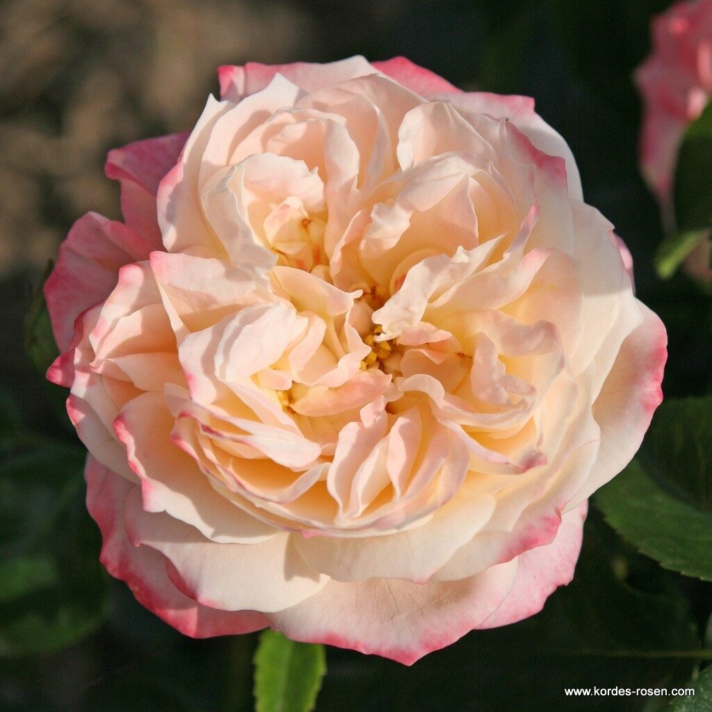 Ruža veľkokvetá ‘CONCORDE‘ KORDES, kont.2l