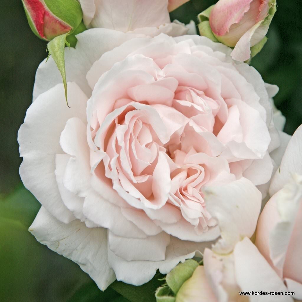 Ruža mnohokvetá ‘CONSTANZE MOZART‘ PARFUMA KORDES, kont. 2l