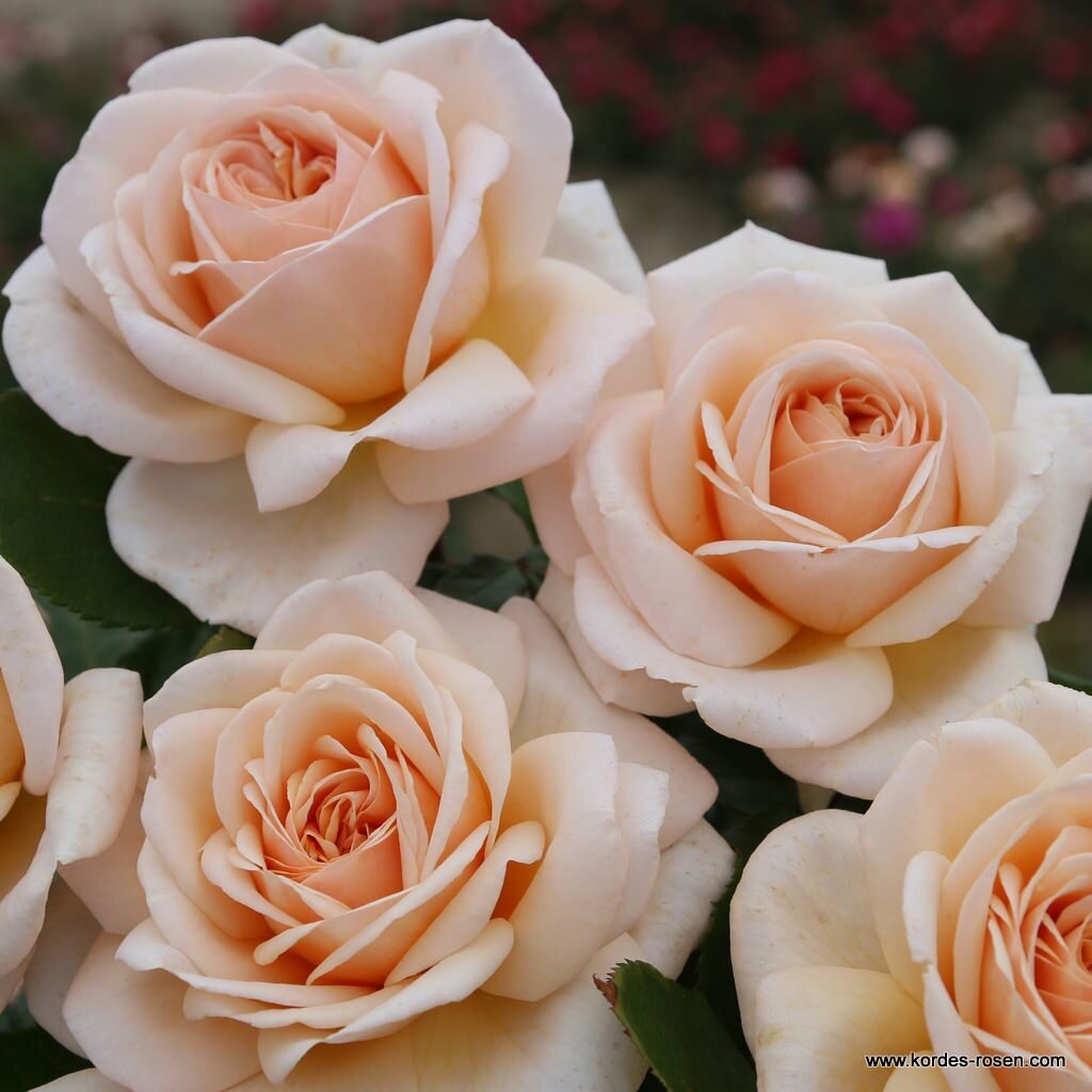 Ruža veľkokvetá ‘COURAGE®‘, KORDES, kont. 2l