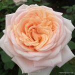Ruža veľkokvetá ‘COURAGE®‘, KORDES, kont. 2l