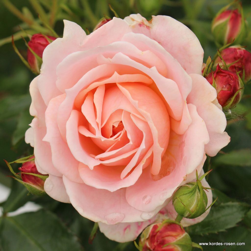 Ruža mnohokvetá ‘CREMOSA®‘, KORDES, kont. 2l