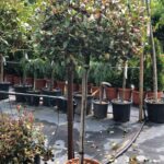 Červienka ´RED ROBIN NANA´, km. 90cm, kont.20l