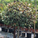 Červienka ´RED ROBIN NANA´, km. 90cm, kont.20l