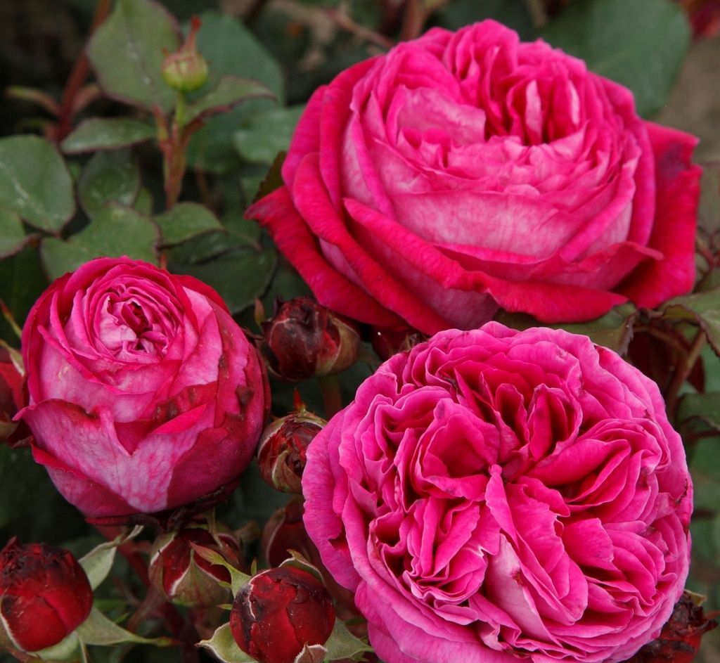 Ruža mnohokvetá ‘FREIFRAU CAROLINE‘ PARFUMA KORDES, kont. 2l