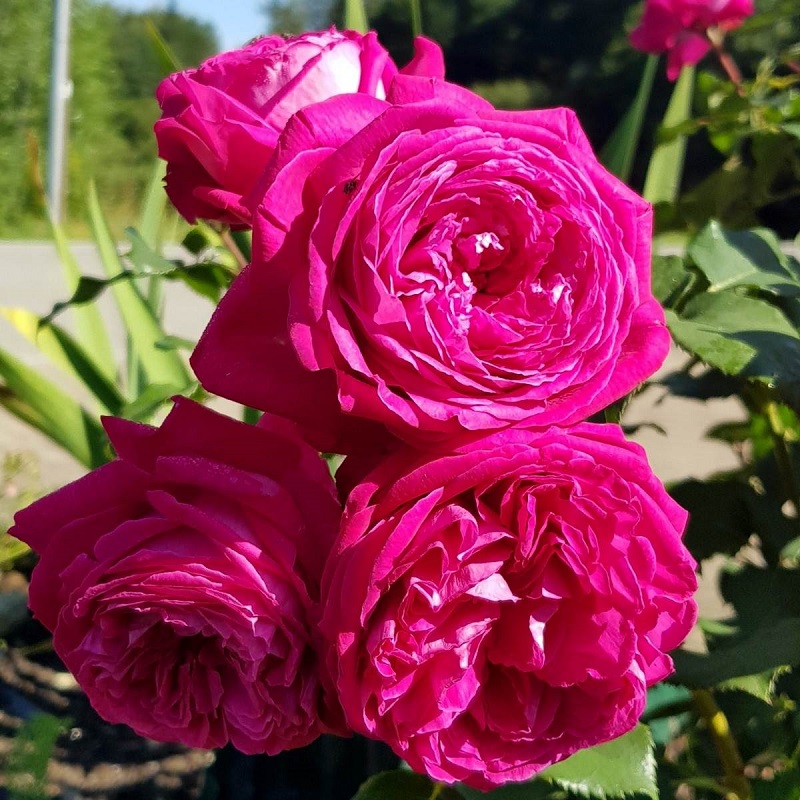 Ruža mnohokvetá ‘FREIFRAU CAROLINE‘ PARFUMA KORDES, na kmeni, kont. 7 l