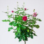 Ruža mnohokvetá ‘FREIFRAU CAROLINE‘ PARFUMA KORDES, na kmeni, kont. 7 l