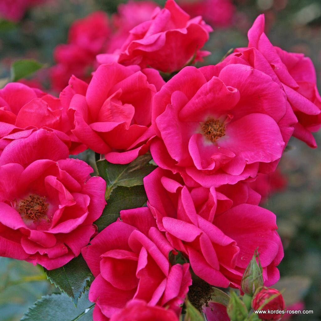 Ruža mnohokvetá ‘GARTNERFREUDE®/TOSCANA®‘,KORDES, kont. 2L
