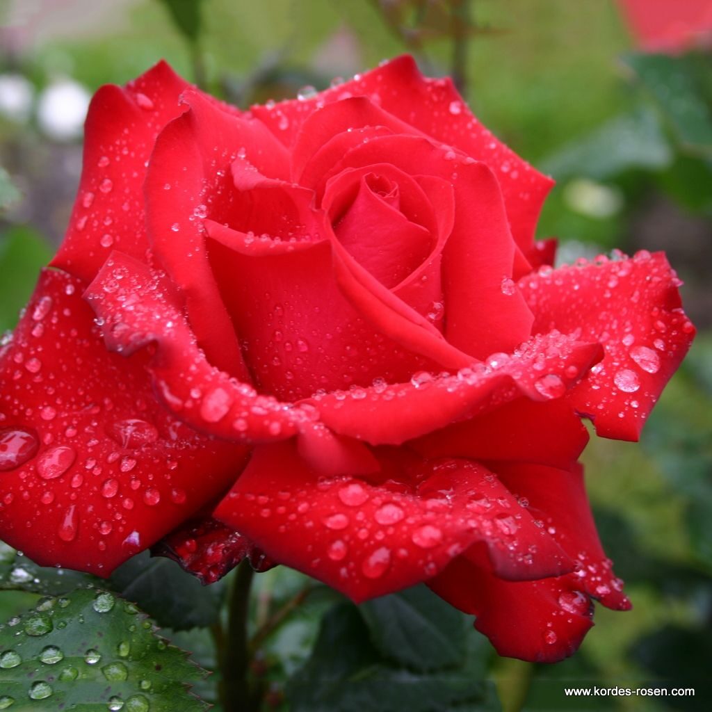 Ruža veľkokvetá GRANDE AMORE, KORDES, kont. 2l