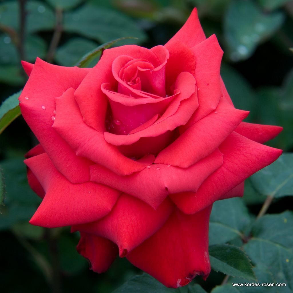 Ruža veľkokvetá GRANDE AMORE, KORDES, kont. 2l