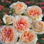 Ruža veľkokvetá GROßHERZOGIN LUISE PARFUMA KORDES, kont. 2l